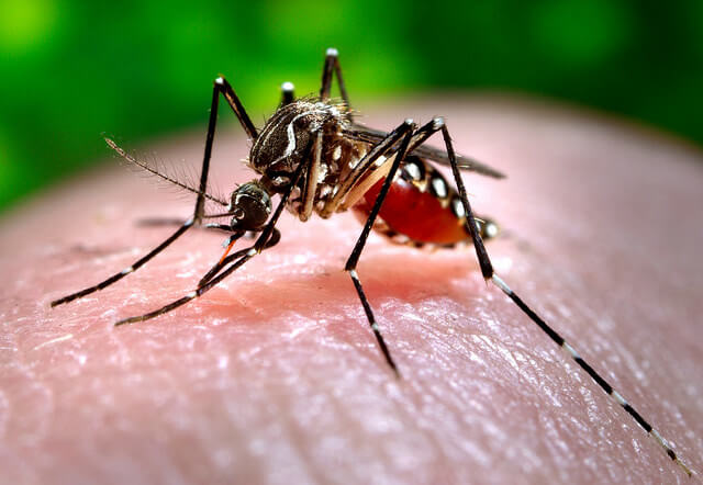 A black mosquito sits on a light-toned human finger in front of a green background.